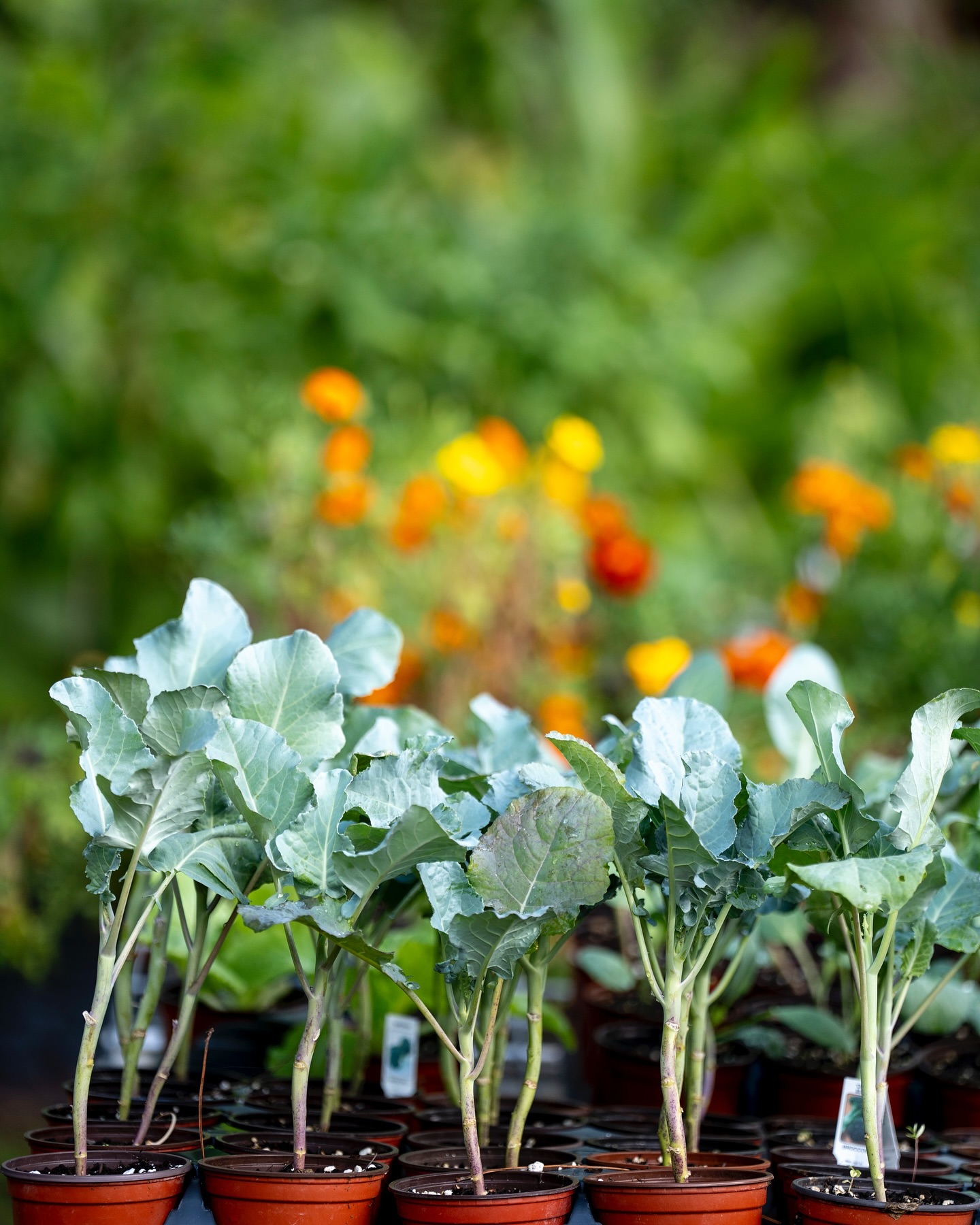 Beautiful Saturday morning! Come on over to @urbanabundancefl for an amazing plant sale.