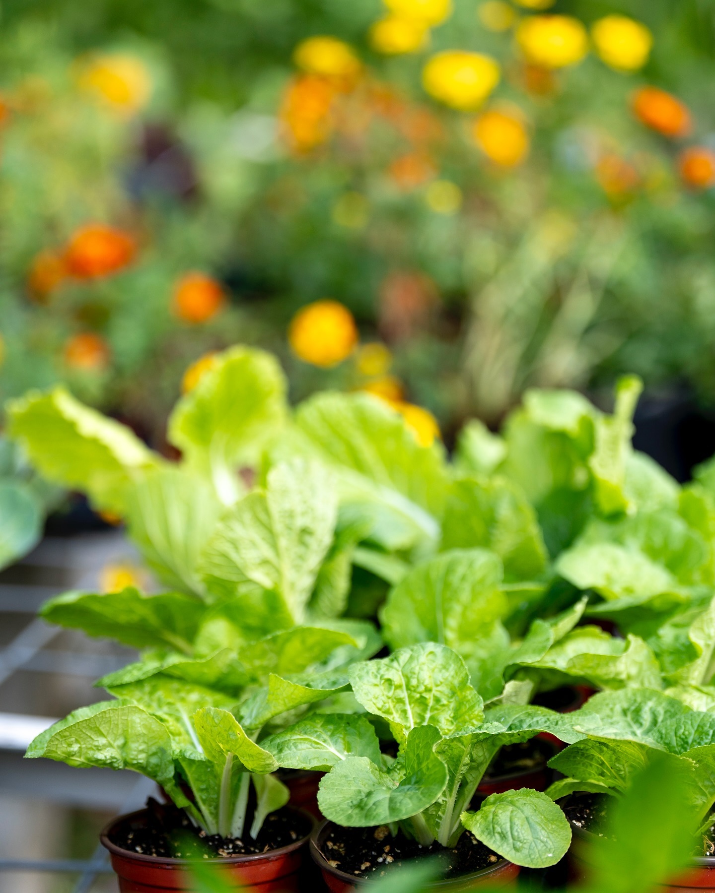 Beautiful Saturday morning! Come on over to @urbanabundancefl for an amazing plant sale.