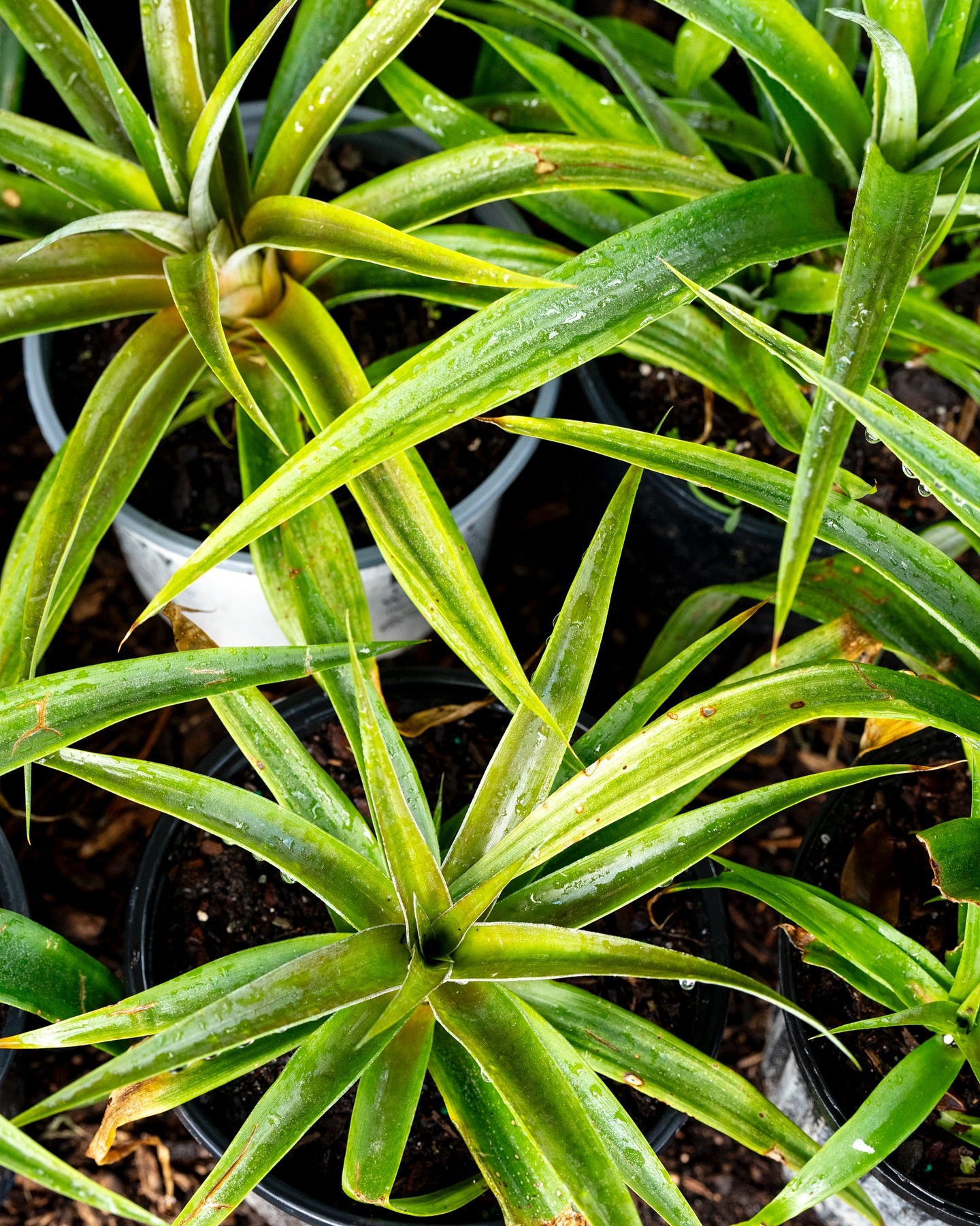 Beautiful Saturday morning! Come on over to @urbanabundancefl for an amazing plant sale.