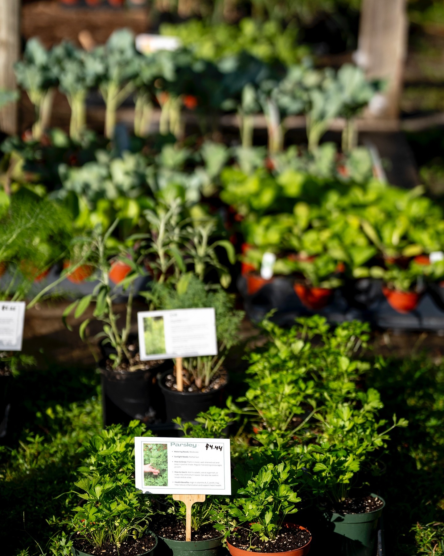 Beautiful Saturday morning! Come on over to @urbanabundancefl for an amazing plant sale.