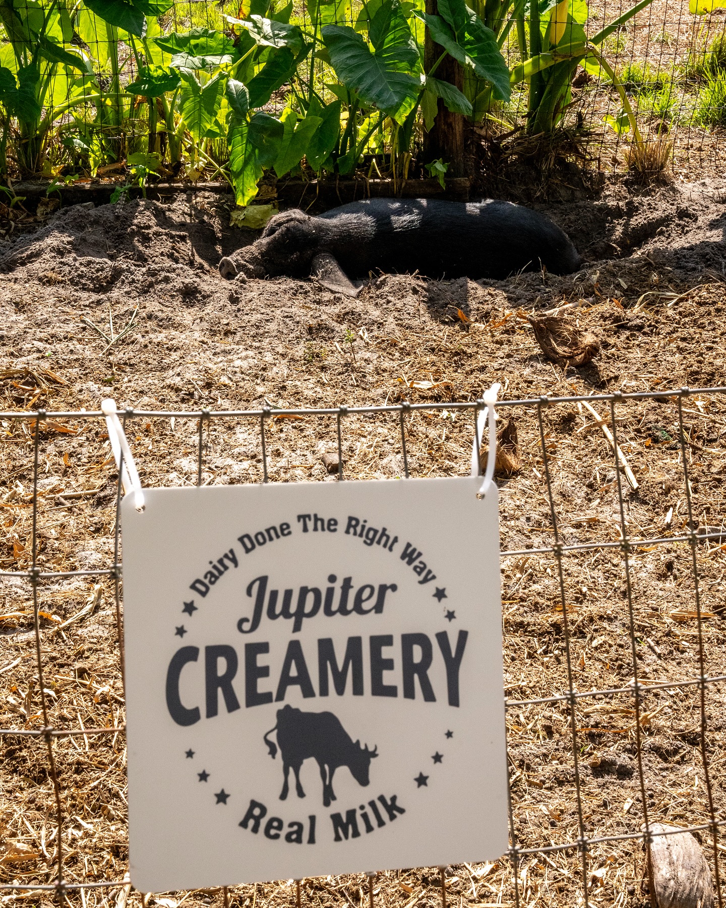 During the @out_inthefield dinner event at @jupitercreamery guests had a chance to appreciate and interact with all of t…