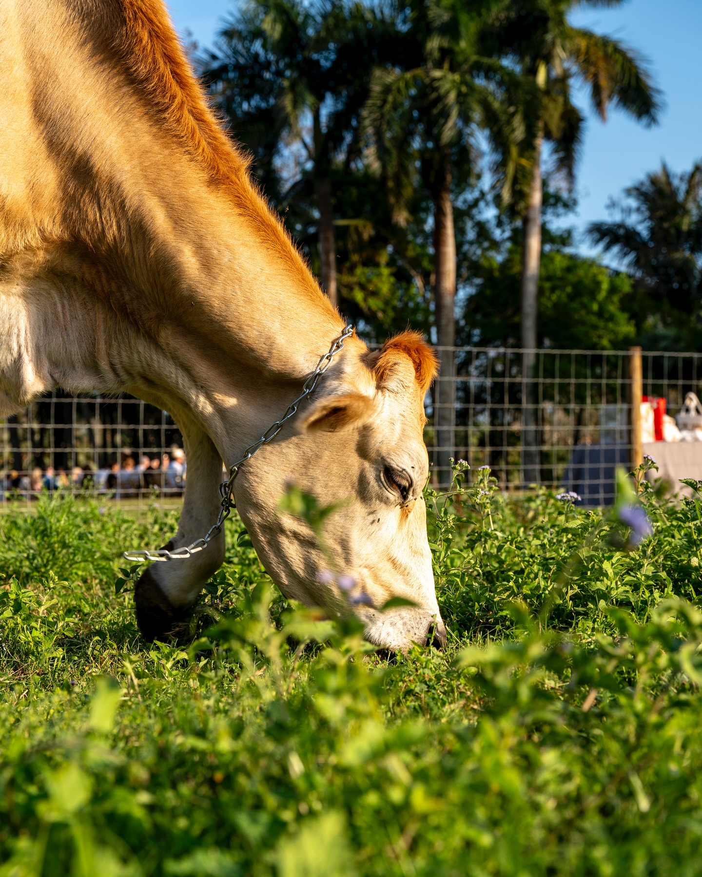 During the @out_inthefield dinner event at @jupitercreamery guests had a chance to appreciate and interact with all of t…
